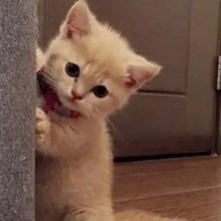 🥺 b5ab508b gato, gatinho, fofo, animal, animal de estimação, felino telegram sticker