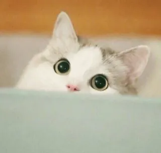 😮 b9f79046 gato, gatinho, fofo, animal, animal de estimação, espiando, brincalhão telegram sticker