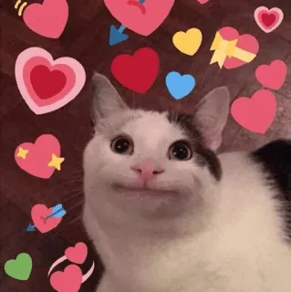 🥰 bad242e1 gato, corações, amor, animal de estimação, animal, fofo, emoji telegram sticker