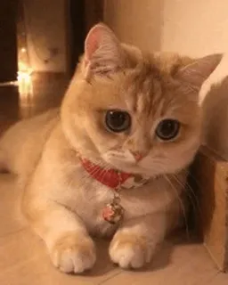 😔 c0e3d8df gato, fofo, animal, animal de estimação, gatinho, gato doméstico, felino telegram sticker