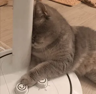 ⚡️ e4d4ce6b gato, fã, sonolento, fofo, animal telegram sticker