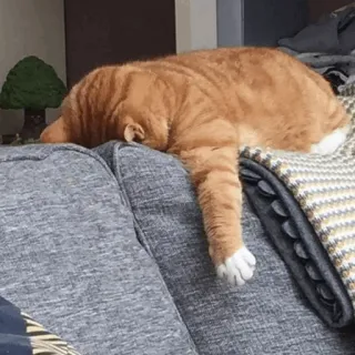 ⚡️ e7c0fc9f gato, dormindo, gato malhado laranja, animal de estimação, animal doméstico, sofá, preguiçoso telegram sticker