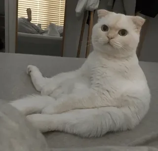 ⚡️ e871c111 gato, gato branco, animal, gato doméstico, animal de estimação telegram sticker