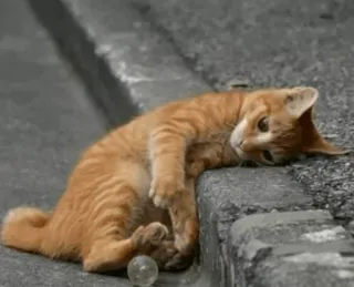⚡️ f10533bb gato, gatinho, animal, animal de estimação, laranja, felino, doméstico, fofo telegram sticker