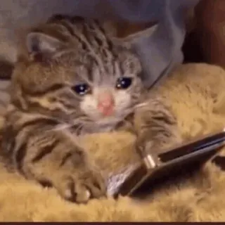 ⚡️ f77df54c gato, chorando, triste, gatinho, telefone telegram sticker