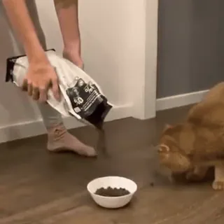 🐱 2526eba4 kucing, hewan peliharaan, memberi makan, binatang, makanan, domestik whatsapp sticker