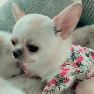 😞 5a874ece HongSeed anjing, chihuahua, anak anjing, hewan, hewan peliharaan whatsapp sticker