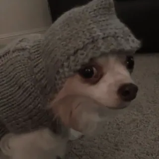 😔 61859b89 anjing, binatang, hewan peliharaan, lucu, sweter, topi, chihuahua, anjing kecil whatsapp sticker