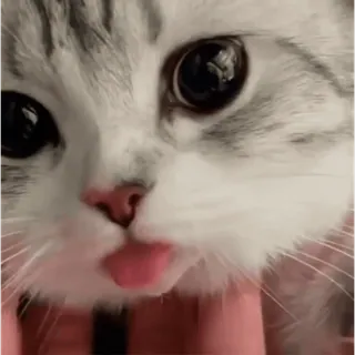 🐱 762480c0 kucing, anak kucing, binatang, hewan peliharaan, imut, lidah, kucing domestik whatsapp sticker