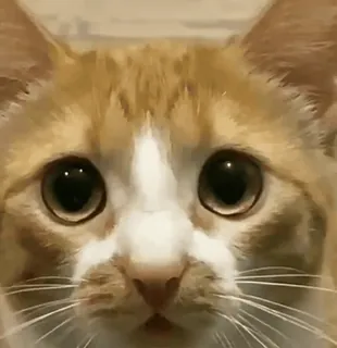 🙁 820eb3cb kucing, binatang, imut, hewan peliharaan, anak kucing, felin whatsapp sticker