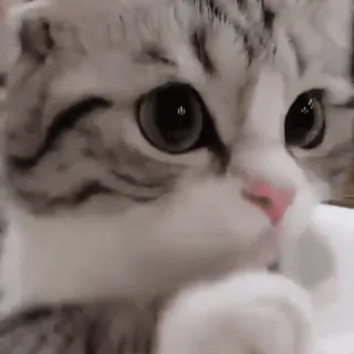 😳 98d7fb58 kucing, anak kucing, imut, binatang, hewan peliharaan, mamalia, domestik whatsapp sticker