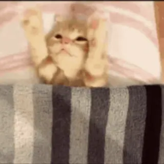🛏 b0c00925 kucing, anak kucing, lucu, hewan, peliharaan whatsapp sticker