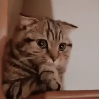 😢 be146907 kucing, imut, binatang, hewan peliharaan, felin, anak kucing whatsapp sticker