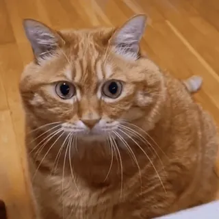 😳 c3e77e38 kucing, kucing oranye, hewan peliharaan, hewan, hewan peliharaan, felidae whatsapp sticker