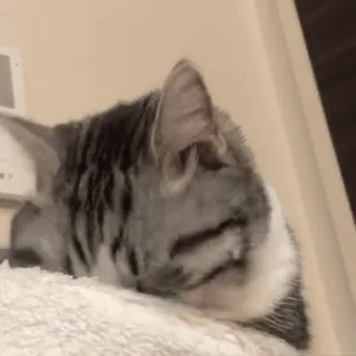 🐱 ca1c148d kucing, hewan, binatang peliharaan, hewan peliharaan, mamalia, felin whatsapp sticker