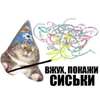 ✨ 1d5972d9 Birthday Bitch chat, anniversaire, fête, soirée, humour, chaton telegram sticker