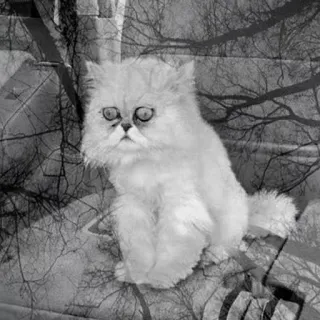 😧 5141a454 chat, blanc, mignon, animal, chaton telegram sticker