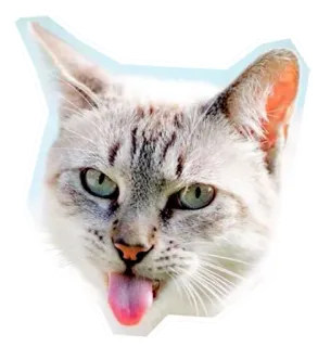 😛 5ded0bd5 chat, animal, animal de compagnie, langue, mammifère telegram sticker