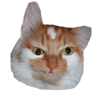 😏 5f4a6a96 chat, en colère, félin, orange, animal de compagnie telegram sticker