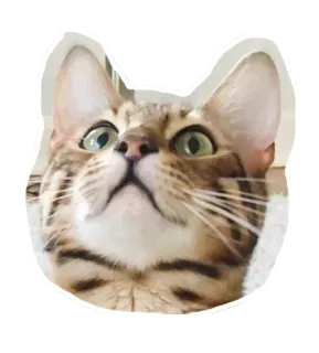 🙄 6ba6cd6b chat, animal, mignon, animal de compagnie, yeux telegram sticker