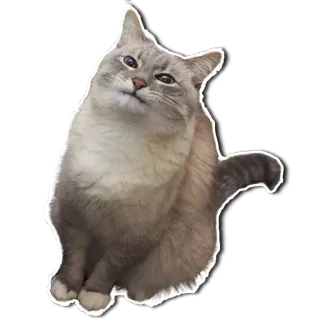 😌 dff43666 chat, animal, animal de compagnie, domestique, mignon telegram sticker