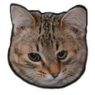 😯 ffa4ceb3 chat, animal, animal de compagnie, chat domestique, mammifère, chat tigré telegram sticker
