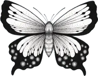 🖤 4c6aa207 borboleta, inseto, natureza, preto e branco, asas, detalhado telegram sticker