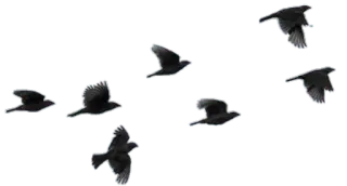 〰 6dedb4ca pássaros, corvos, voando, bando, vida selvagem, natureza telegram sticker