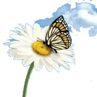 ☁ c8078119 borboleta, flor, margarida, natureza, inseto, flor branca telegram sticker