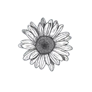 🕸 ebaf41b7 flor, girassol, floral, natureza, planta, desenho, esboço telegram sticker