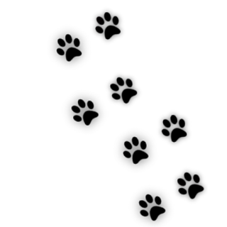 🐾 22ea21d9 whatsapp sticker