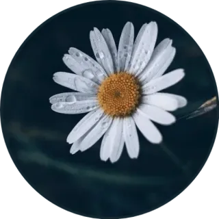 🌸 42d89038 bunga, daisy, putih, floral, alam, kelopak, tanaman, botani whatsapp sticker