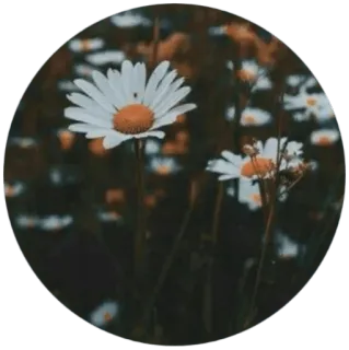 🌼 5aabcd5b bunga, daisy, alam, tanaman, berbunga, bunga putih, kebun whatsapp sticker