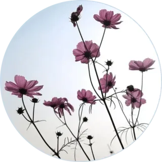 🌸 5faa0832 bunga, alam, kosmos, tanaman, berbunga, merah muda, kebun whatsapp sticker