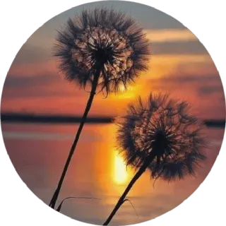 😍 77215b09 dandelion, matahari terbenam, alam, bunga, pemandangan, damai, keindahan whatsapp sticker