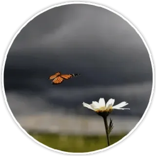 🦋 8c6b5593 kupu-kupu, bunga, alam, kupu-kupu monarki, bunga aster, langit badai whatsapp sticker