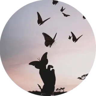 🦋 bd82f619 kupu-kupu, siluet, alam, tangan, matahari terbenam, terbang, serangga, langit whatsapp sticker