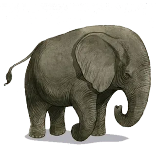 🐘 d856e49e gajah, binatang, mamalia, satwa liar, alam, abu-abu whatsapp sticker