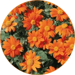 🧡 e915b91a bunga, oranye, berbunga, alam, kebun, mekar whatsapp sticker