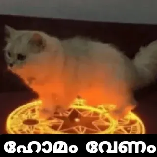 😂 0421726b ഹോമം വേണം кот, ритуал, магия, призыв, звезда, пентаграмма whatsapp sticker