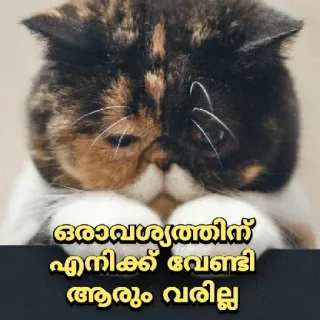 🥺 0685507f ഒരാവശ്യത്തിന് എനിക്ക് വേണ്ടി ആരും വരില്ല кот, грустный, милый, домашнее животное, малаялам whatsapp sticker
