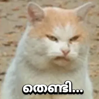 🤨 0950f225 തെണ്ടി... кот, злой, мем whatsapp sticker