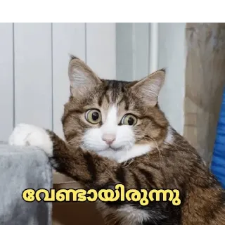 🤔 0a5d1109 വേണ്ടായിരിന്നു кот, животное, мем, котик whatsapp sticker