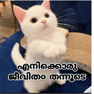 😒 103e2794 എനിക്കൊരു ജീവിതം തന്നൂടെ кот, просит, котенок, милый, умоляющий whatsapp sticker