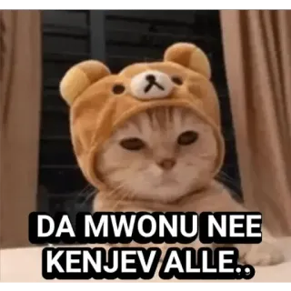 😂 106c022b DA MWONU NEE KENJEV ALLE.. кот, животное, мем, медведь, шляпа, милый whatsapp sticker