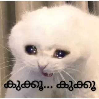 🥺 15311c83 കൂക്കൂ... കൂക്കൂ кот, плачет, грустный, животное, мем whatsapp sticker