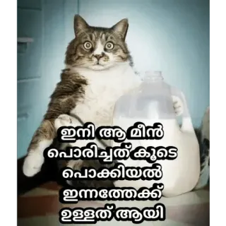 😂 19847f5d ഇനി ആ മീന് പൊരിച്ചത് കൂടെ പൊക്കിയേല് ഇന്നത്തേക്കു ഉള്ള്ത് ആയി кот, молоко, животное, смешной, еда whatsapp sticker