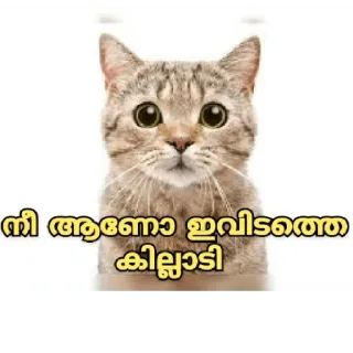 😂 1c9b6d7f നീ ആണോ ഇവിടുത്തെ കില്ലാടി кот, животное whatsapp sticker