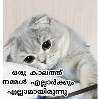 🥺 1daf2ddd ഒരു കാലത്ത് നമ്മൾ എല്ലാവർക്കും എല്ലാമായിരു кот, серый, милый, малаялам whatsapp sticker