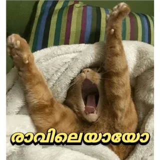 🥱 29953568 രാവിലെയായോ кот, сонный, зевок, животное, уставший whatsapp sticker